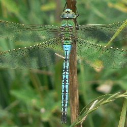 Anax imperator